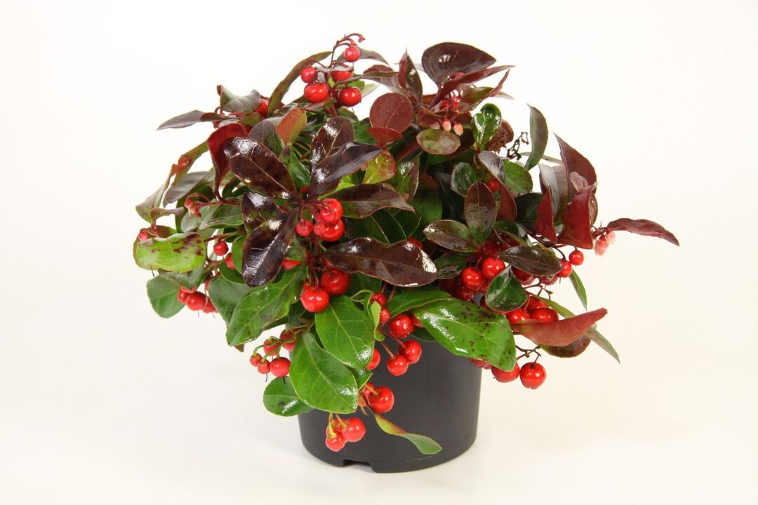 Wintergreen je hlavnou zložkou Osteflexu